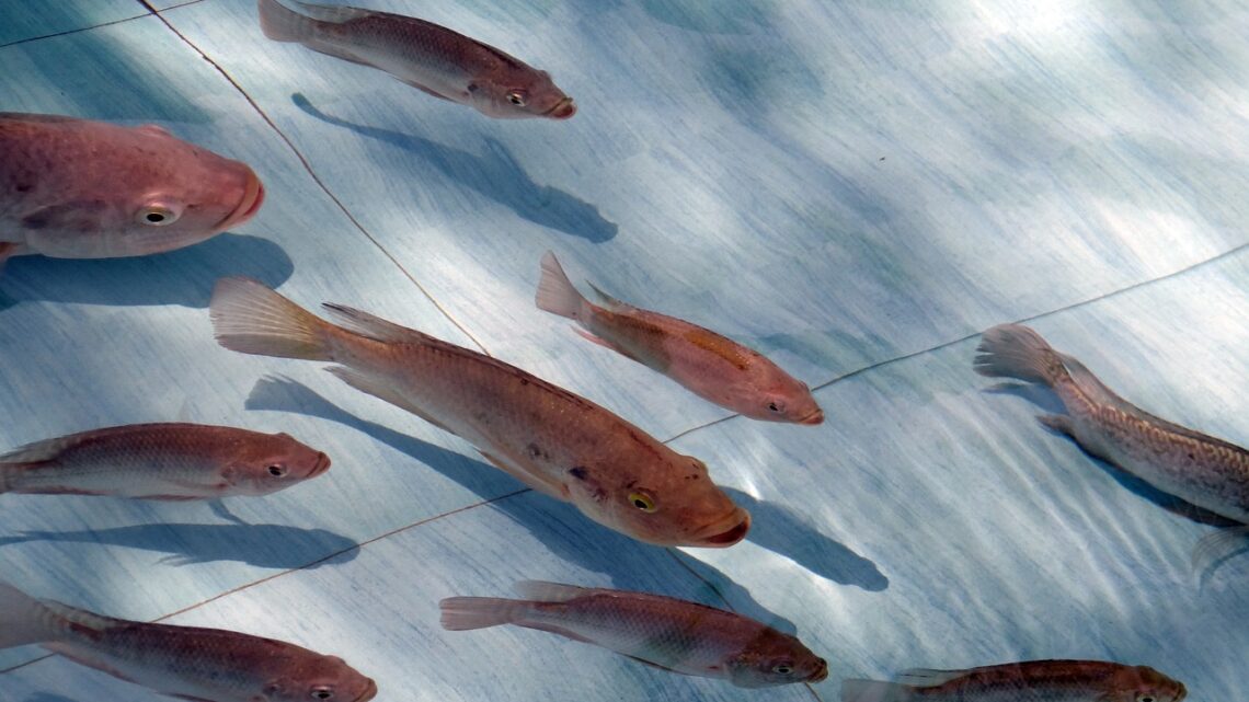 LA PRIMERA VACUNA PARA COMBATIR LA CEPA STREPTOCOCCUS EN TILAPIA