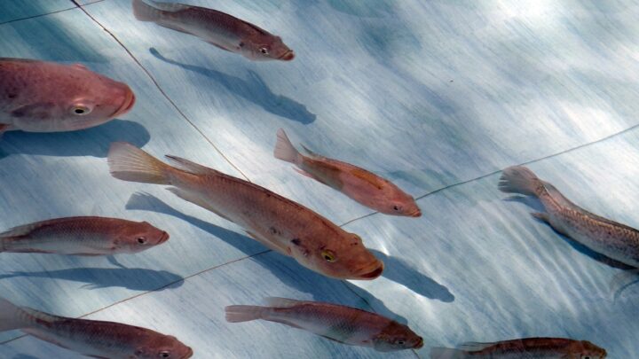LA PRIMERA VACUNA PARA COMBATIR LA CEPA STREPTOCOCCUS EN TILAPIA