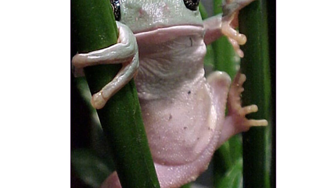 BUSCAN EN RANAS MOLÉCULAS PARA COMBATIR ENFERMEDADES INFLAMATORIAS E INFECCIOSAS