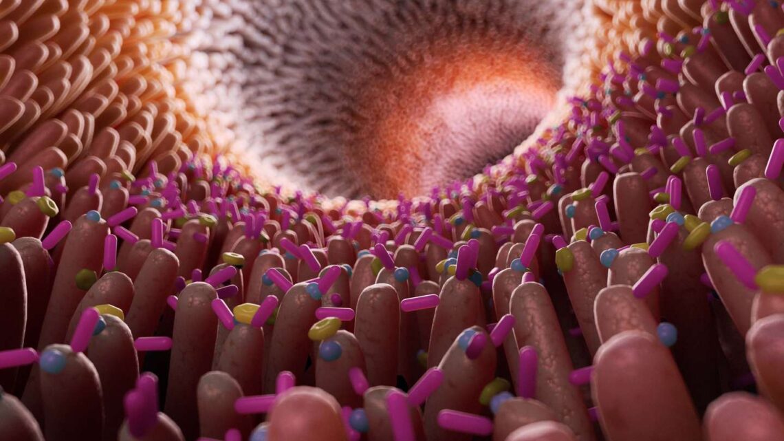 BUSCAN BACTERIAS DEL INTESTINO QUE PODRÍAN TENER RESISTENCIA A ANTIBIÓTICOS Y CONTAGIARLA A OTRAS