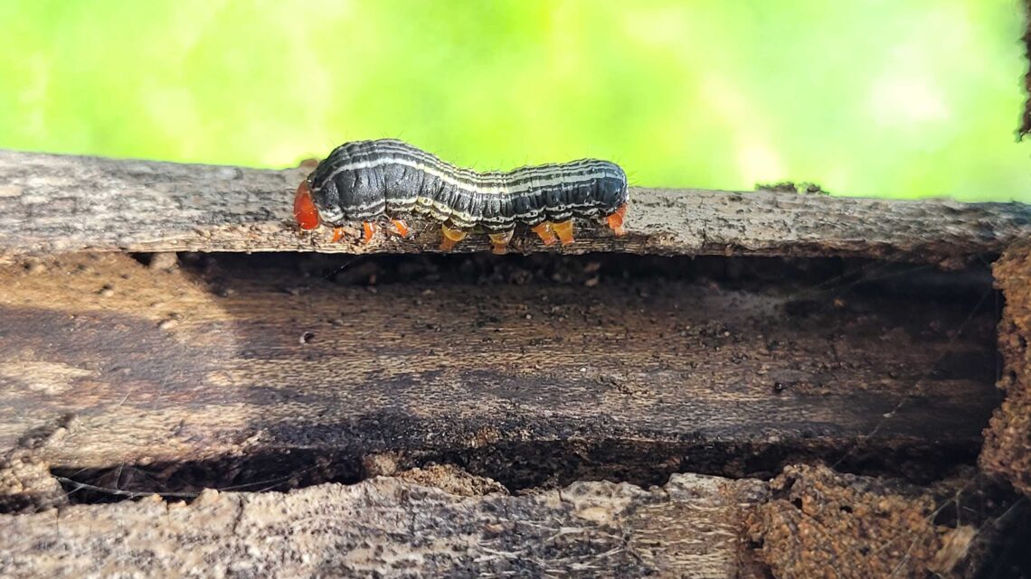 MÁS DE 7,000 ESPECIES DE INSECTOS EN LAS SELVAS SECAS DE CHAMELA Y HUATULCO