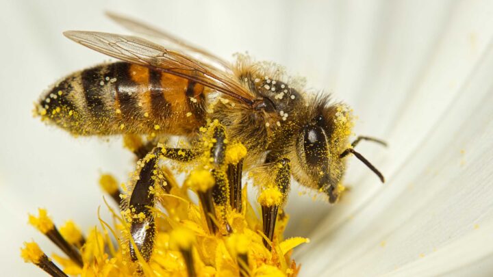 PRESIONES AMBIENTALES MERMAN LA PRESENCIA DE ABEJAS EN MÉXICO