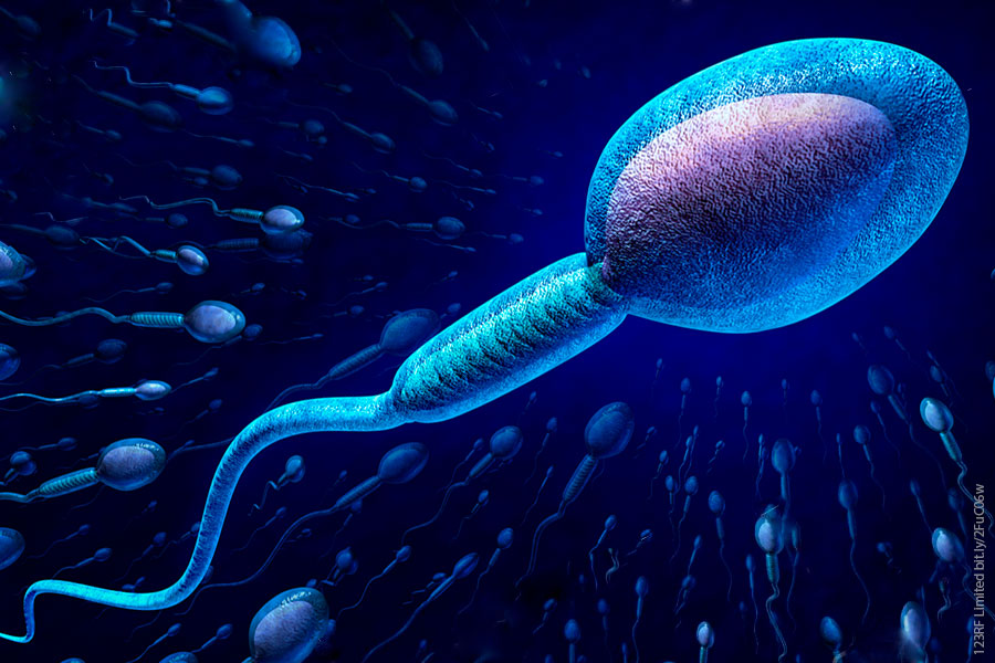 LA DIABETES AFECTA LA CAPACIDAD DE FECUNDACIÓN DE LOS ESPERMATOZOIDES LA DIABETES AFECTA LA CAPACIDAD DE FECUNDACIÓN DE LOS ESPERMATOZOIDES