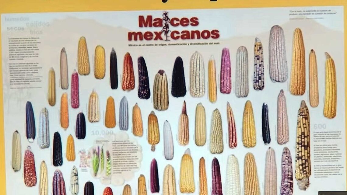 AMENAZADO EL SISTEMA DE CULTIVO TRADICIONAL
