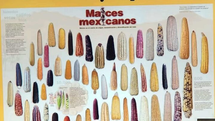 AMENAZADO EL SISTEMA DE CULTIVO TRADICIONAL