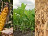 IMPACTO DE NANOPARTÍCULAS DE HIERRO EN CULTIVOS DE MAÍZ