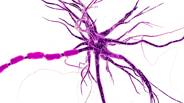 LA MIELINIZACIÓN NERVIOSA LA MIELINIZACIÓN NERVIOSA