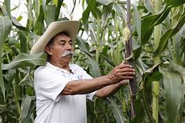 ÍNDICE NACIONAL DE PRECIOS PRODUCTOR