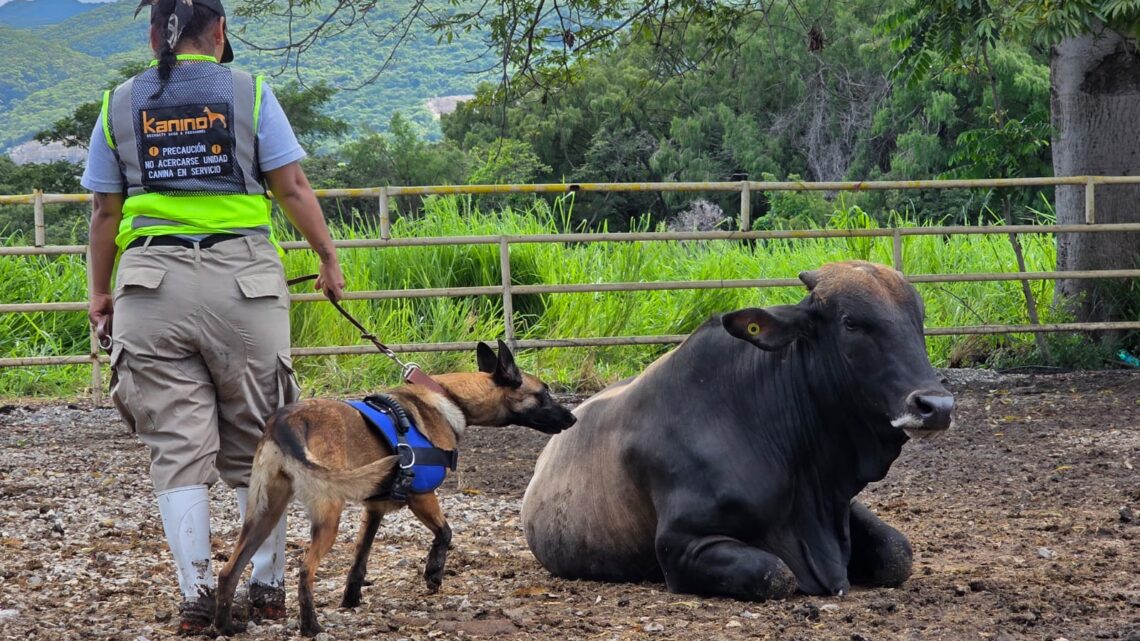 INCORPORACIÓN DE PERROS DETECTORES EN PROTOCOLOS DE INSPECCIÓN