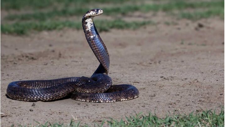 CREAN ANTIVENENO CONTRA MORDEDURA DE LAS SERPIENTES MÁS LETALES DE ÁFRICA