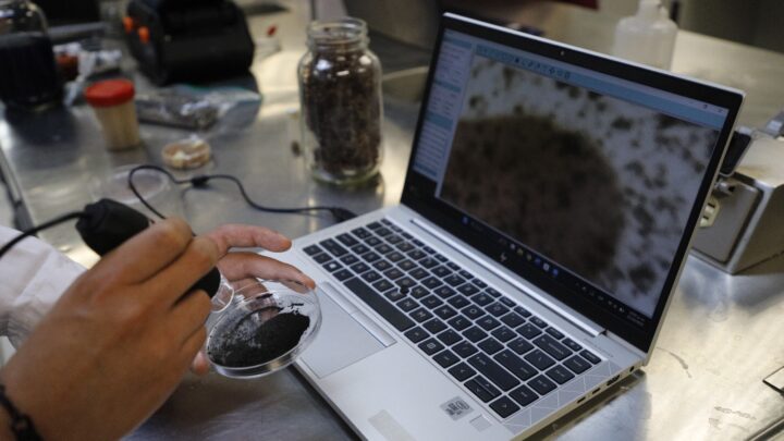 ELABORAN ELECTRODOS CON SARGAZO