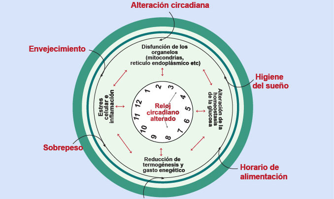 AFECTACIONES DE LA DIABETES EN EL TEJIDO ADIPOSO