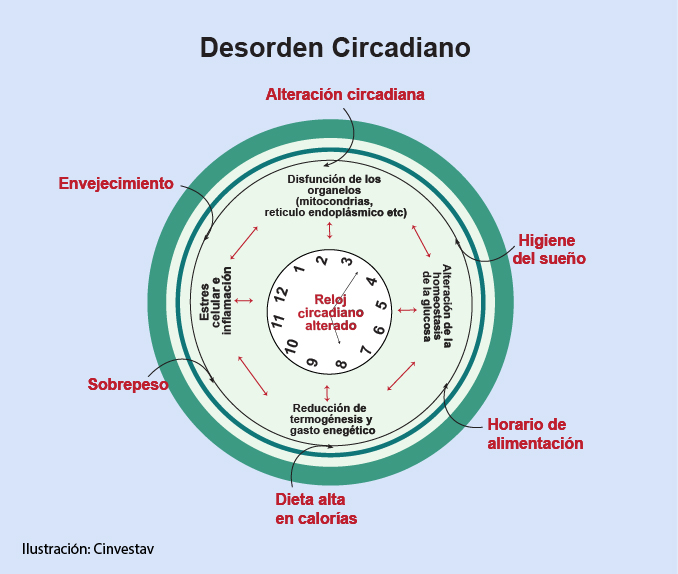 AFECTACIONES DE LA DIABETES EN EL TEJIDO ADIPOSO