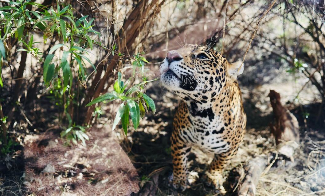 TERCERA FASE DE REFUGIO JAGUAR