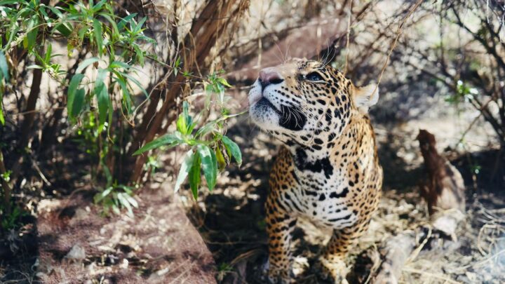 TERCERA FASE DE REFUGIO JAGUAR