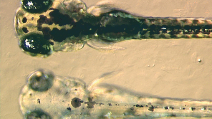 ESTUDIO: FORMACIÓN DE LOS ÓRGANOS