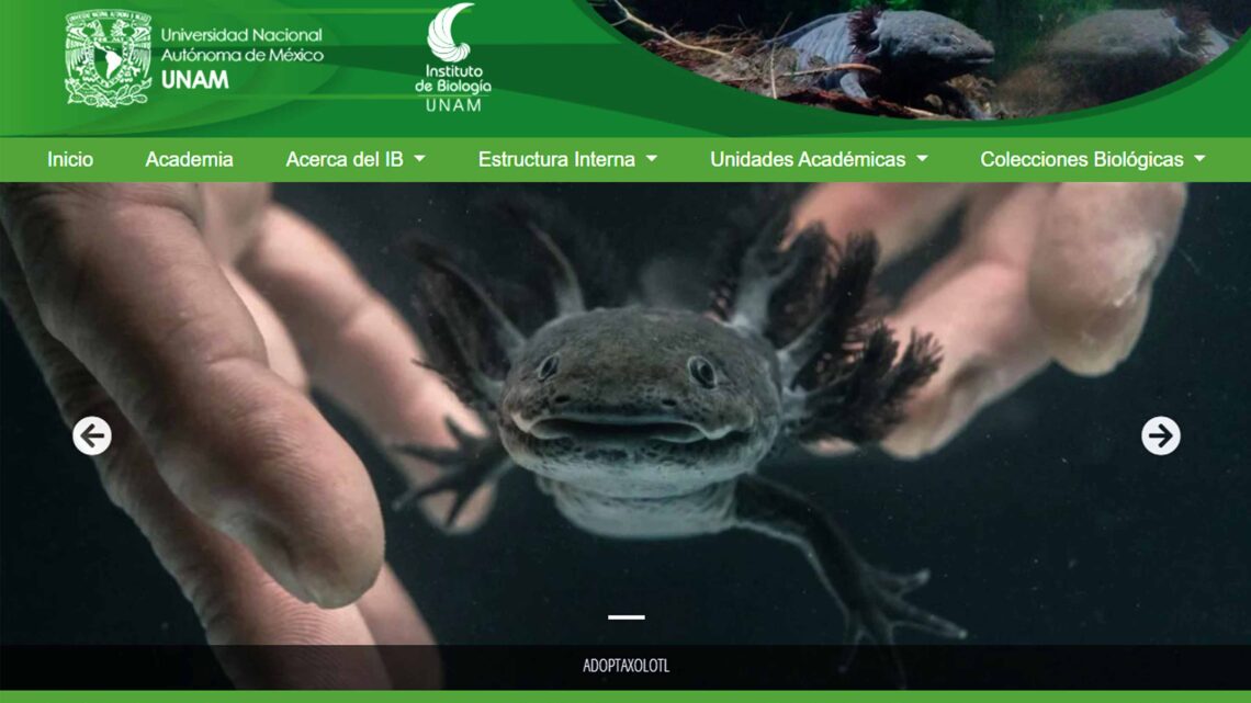 ¡SÚMATE AL RESCATE DE AJOLOTES Y DE XOCHIMILCO!