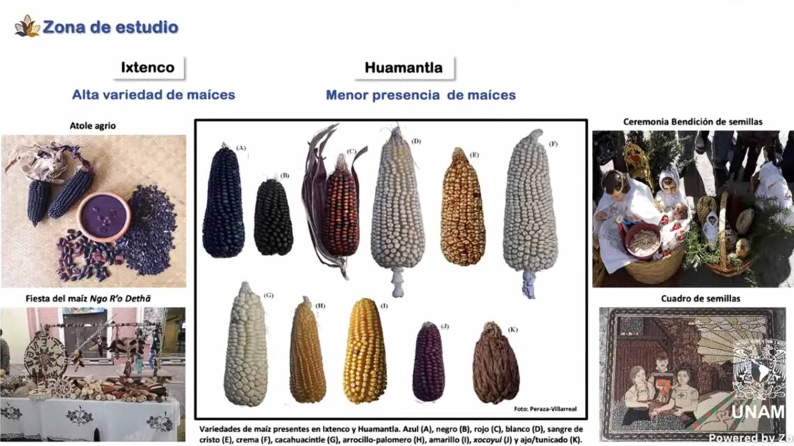 FOMENTO A REDES COMUNITARIAS CAMPESINAS PARA PRESERVAR SEMILLAS