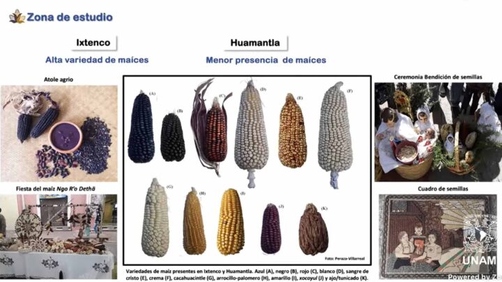 FOMENTO A REDES COMUNITARIAS CAMPESINAS PARA PRESERVAR SEMILLAS