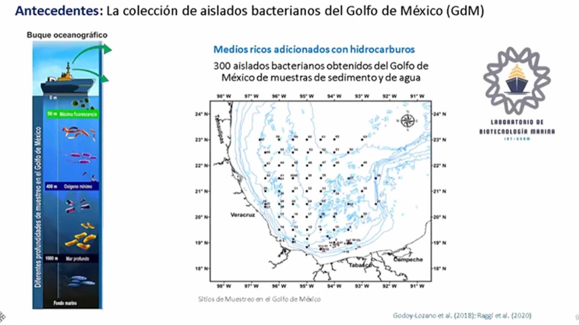 MICROORGANISMO QUE DEGRADA EN 15 DÍAS EL PLÁSTICO