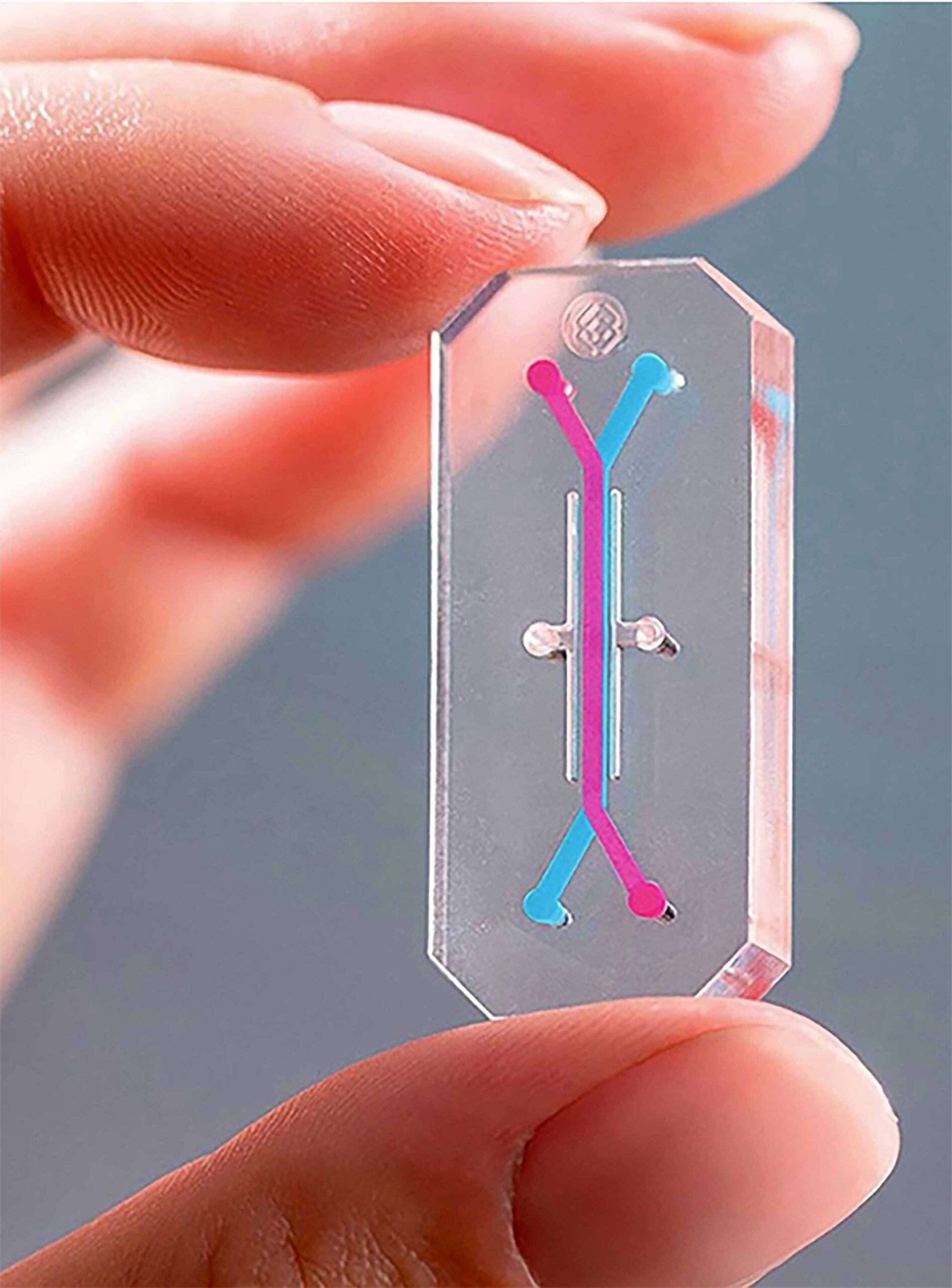 FABRICAN CHIP QUE REPLICA FUNCIONES DEL HÍGADO HUMANO, PARA EVALUAR MEDICAMENTOS