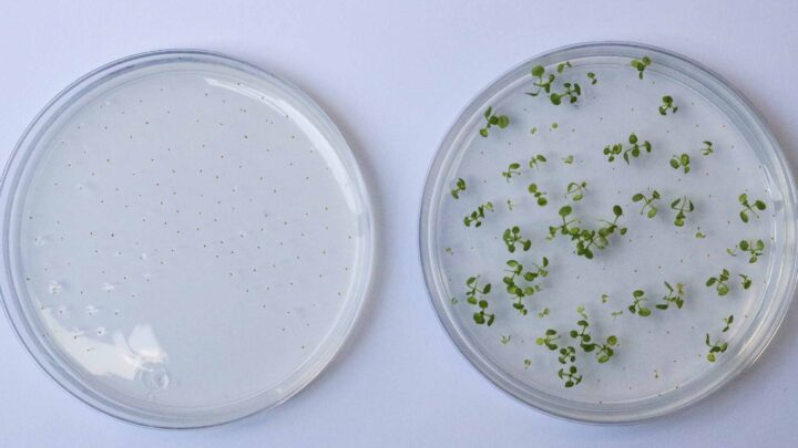 INDAGAN LOS “SECRETOS QUE GUARDAN ”SEMILLAS PARA ENFRENTAR SEQUÍAS